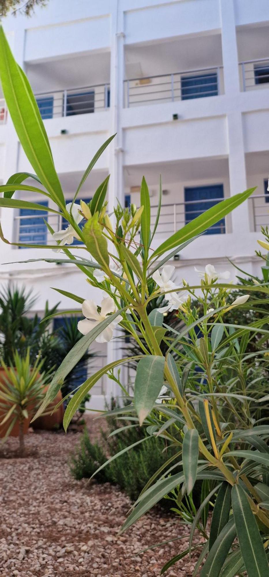 Apartamentos Costamar II Es Pujols Dış mekan fotoğraf